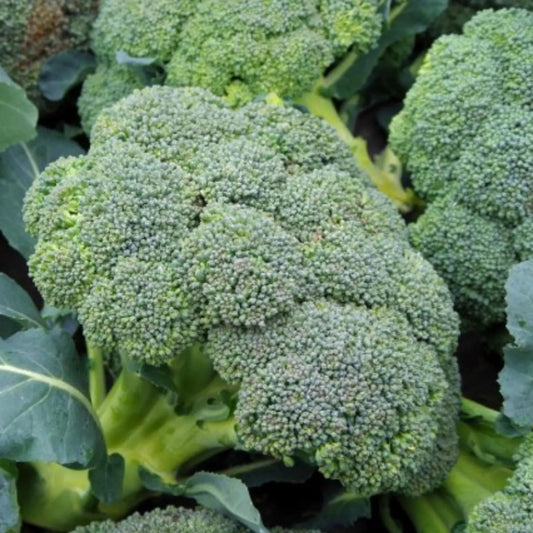 💥Last day 60% OFF💥Waltham 29 Broccoli  Grow Pack