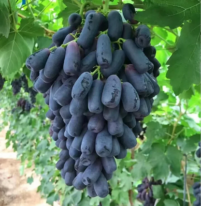 💥Last day 50% OFF💥Sweet Sapphire Grape Grow Pack🍇