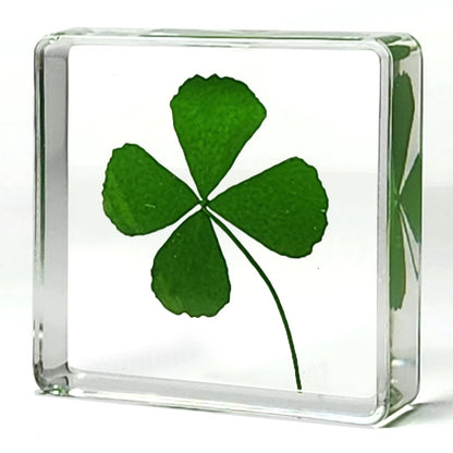 Genuine Preserved Four Leaf Clover Good Luck Charm